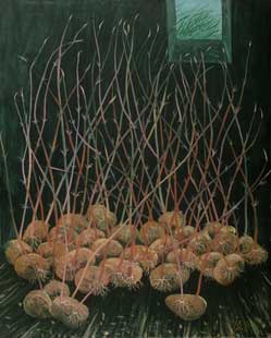 GERMINATED POTATOES - Oil/Canvas (81x65) 1991